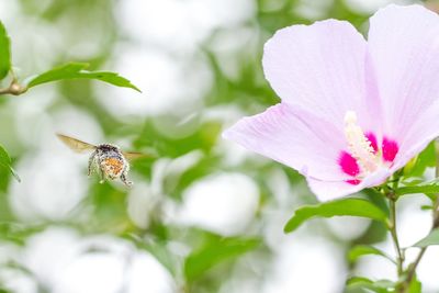 Close-up of insect on pink flower