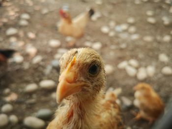 Close-up of a chick