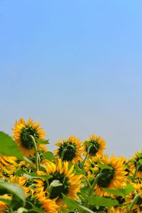 Close-up of yellow flowering plant against clear sky