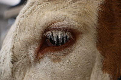 Extreme close-up of cow