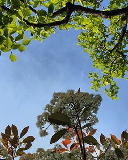 Low angle view of tree against sky