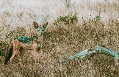 View of deer standing on field