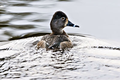 Close-up of duck swimming on lake