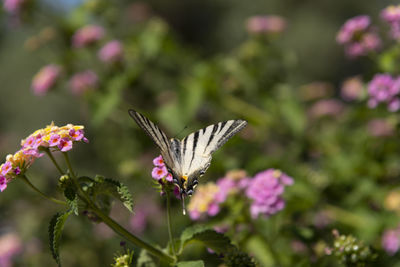 Butterfly on purple flower