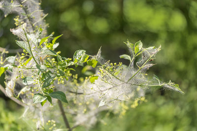 Close-up of fresh green leaves