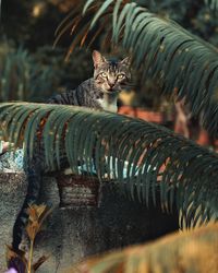 Close-up portrait of cat on wall by leaves 