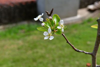 Close-up of white flowering plant