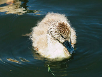 Swanling swimming in lake