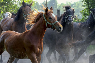 Horses on tree