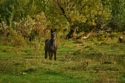 Horse standing in a field