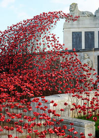 Low angle view of red poppy flowers blooming against sky