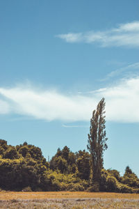 Trees on field against sky
