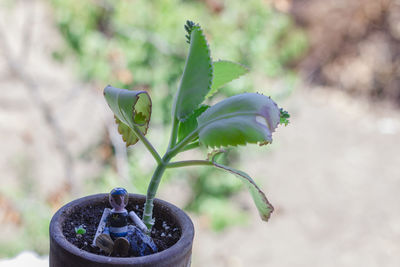 Close-up of potted plant
