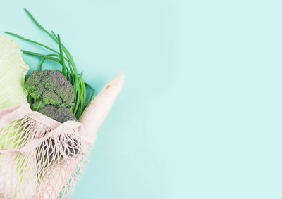 Plant growing against blue background