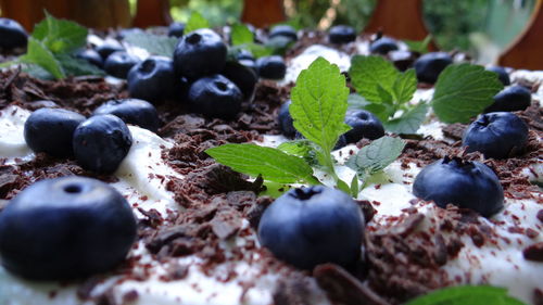 Close-up of plants growing outdoors