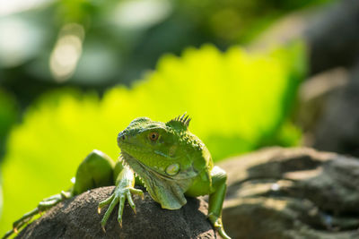 Close-up of lizard on rock