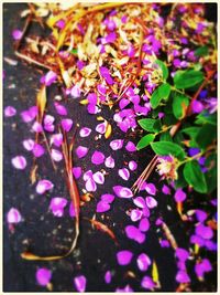Close-up of purple flowers