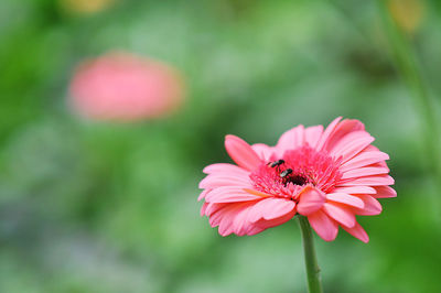 Close-up of pink flower