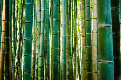 Full frame shot of bamboo plants