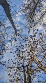 Low angle view of trees against sky