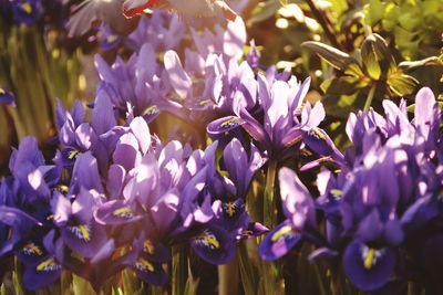 Close-up of purple flowers