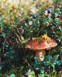 Close-up of mushroom growing in forest