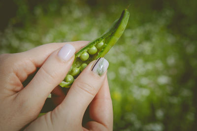 Close-up of woman hand holding green leaf