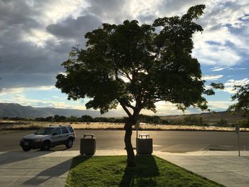 Tree on sidewalk by road against sky