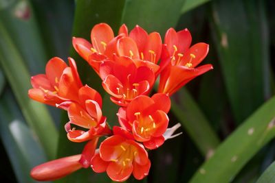 Close-up of red flower