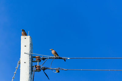 Low angle view of bird perching on cable against blue sky