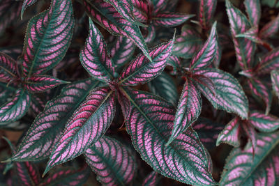 Full frame shot of red leaves