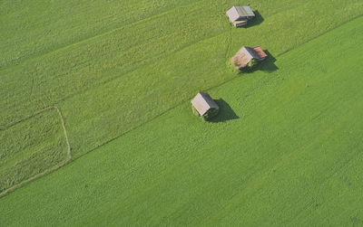 High angle view of rice field