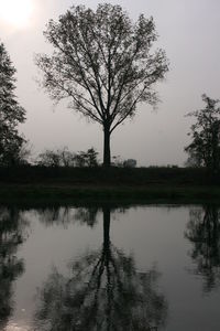 Reflection of trees in calm lake