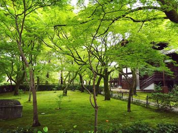 Trees in park