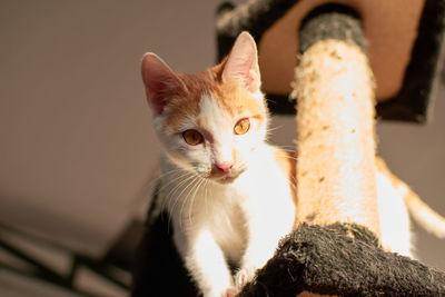 Portrait of cat relaxing