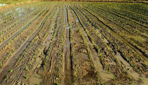 Scenic view of agricultural field