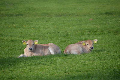 Cows relaxing on field