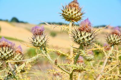 Close-up of thistle flower