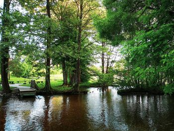 Scenic view of lake in forest