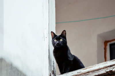 Portrait of black cat peeking from wall