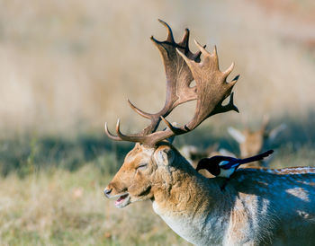 Close-up of deer on field