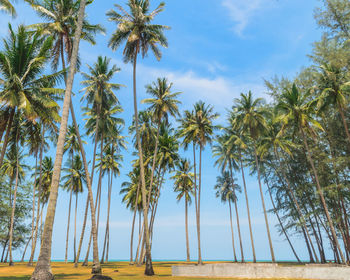 Low angle view of coconut palm trees against sky