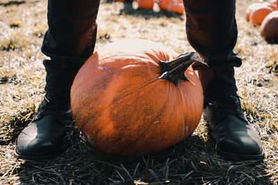 Low section of person by pumpkin on field