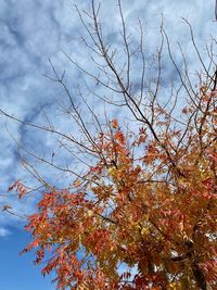 Low angle view of tree against sky during autumn