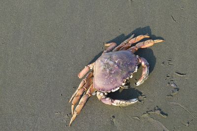 High angle view of crab on beach