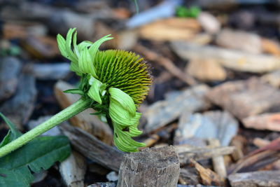 Close-up of plant growing on field