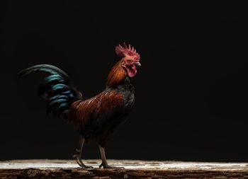 View of rooster on wood against black background