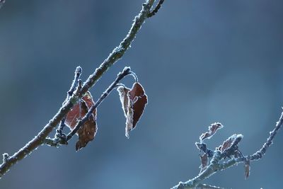 Close-up of frozen plant