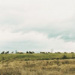 Scenic view of grassy field against sky