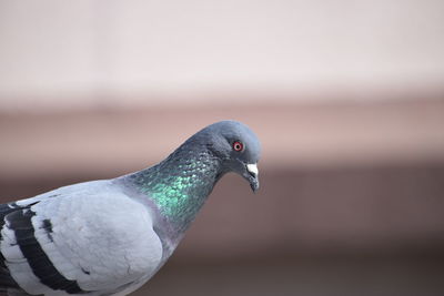 Close-up of pigeon perching